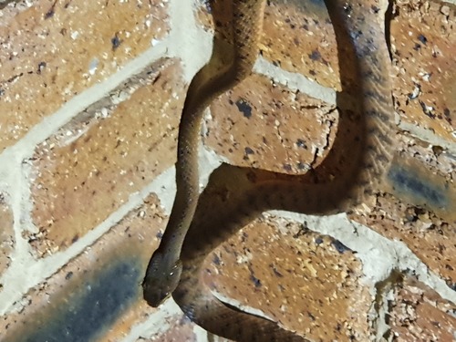 Brown Tree Snake sighting