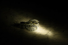 Caprimulgus asiaticus