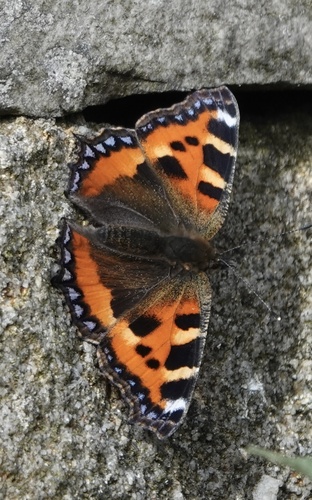 Small Tortoiseshell