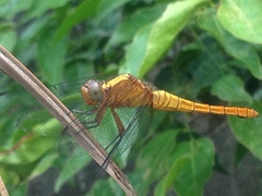Orthetrum pruinosum