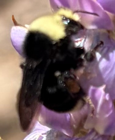 iNaturalist observation photo of Yellow-faced Bumble Bee