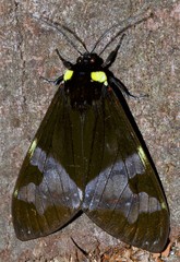 Dysschema marginalis