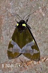 Dysschema marginalis