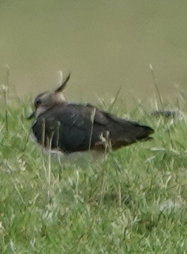 Northern Lapwing