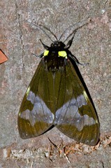 Dysschema marginalis