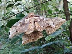 Rinaca thibeta okurai