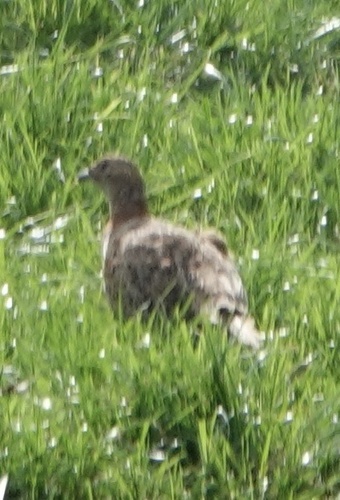 Ring-necked Pheasant