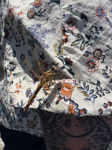 Variegated Meadowhawk