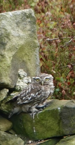 Little Owl