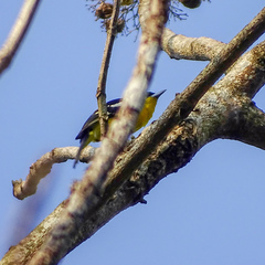 Aegithina tiphia