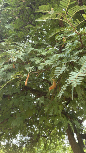 Tamarind