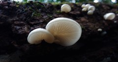 Crepidotus nephrodes