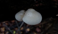 Crepidotus nephrodes