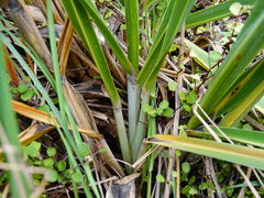 Austroderia splendens