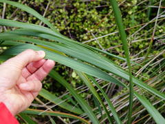 Austroderia splendens