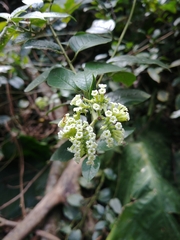 Heliotropium sarmentosum