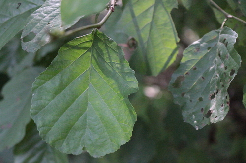 Наблюдение на iNaturalist