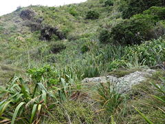 Austroderia splendens