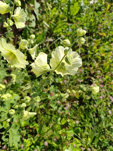 Alcea rugosa, photograph 5