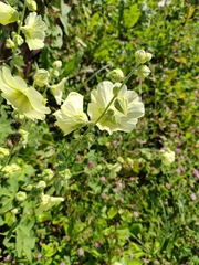 Alcea rugosa, photograph (c) Виктория Билоус, some rights reserved (CC BY)