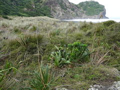 Austroderia splendens