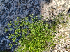 Euphorbia stricta, photograph (c) Виктория Билоус, some rights reserved (CC BY)