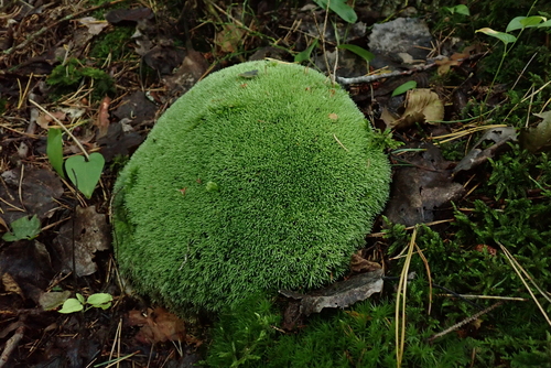 Pincushion Moss