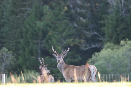 Red Deer
