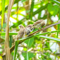 Lonchura punctulata