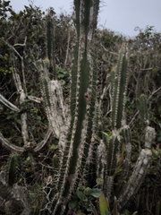 Pilosocereus arrabidae, photograph (c) Bárbara Verdinha, some rights reserved (CC BY)