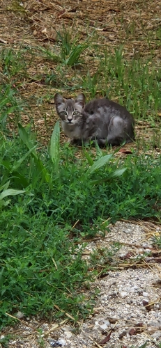 Domestic Cat