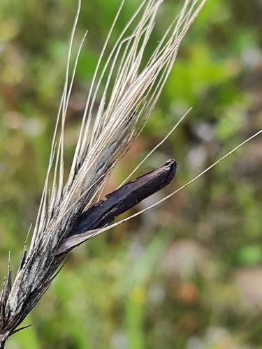 Rye Ergot