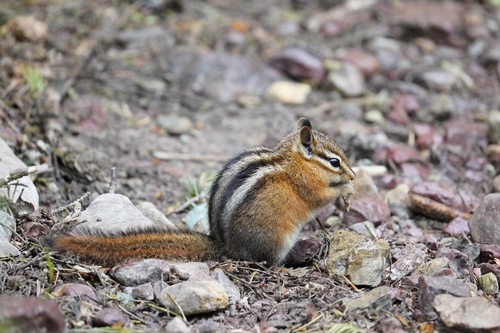 Red-tailed Chipmunk observed by nthorpe49
