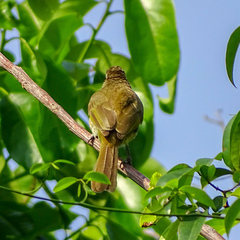 Pycnonotus luteolus
