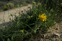 Adenophyllum cooperi
