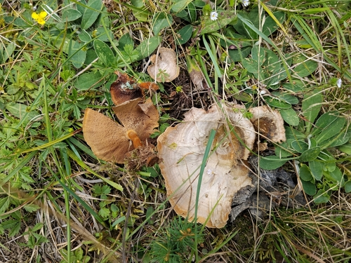 Brown Funnel Polypore