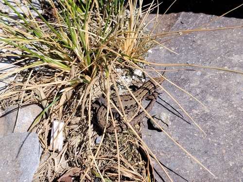 Viviparous Lizard