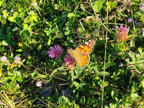 Painted Lady