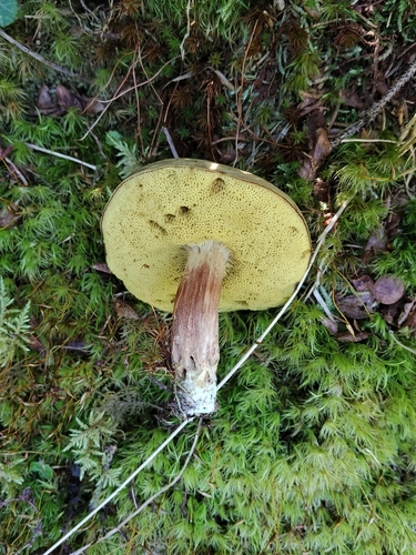 rusty bolete