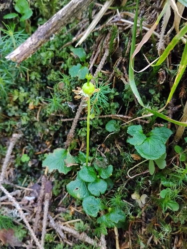 One-flowered Wintergreen