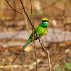 Merops orientalis