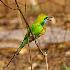 Merops orientalis