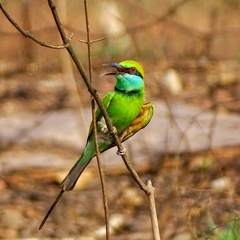 Merops orientalis
