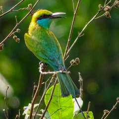 Merops orientalis