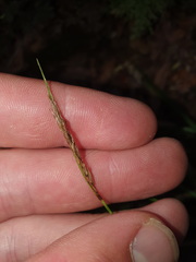 Carex minor