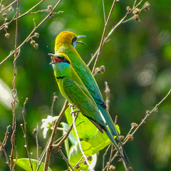 Merops orientalis