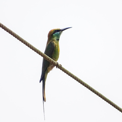 Merops orientalis