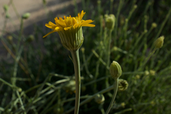 Adenophyllum cooperi