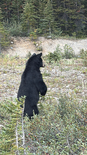 Black Bear sighting near Banff
