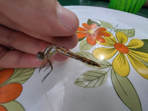 Variegated Meadowhawk